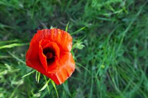 Close-up of poppy background of green grass. Mock up and copy space. photo