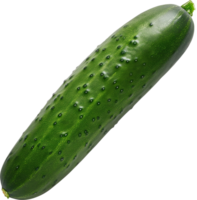 Fresco verde Pepino aislado en un transparente antecedentes png