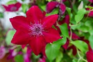 detallado de cerca de un vibrante rojo clemátide flor con intrincado pétalos y un lozano verde antecedentes. foto