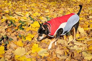 selectivo atención perro vestido en un rojo y gris chaqueta olfateando dorado otoño hojas en el parque. nacional mascota día. mascota moda. miniatura pinscher foto