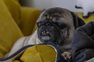 old pug lies on yellow pillows 12 photo