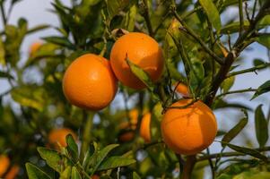 orange tree branches with ripe juicy fruits. natural fruit background outdoors 5 photo