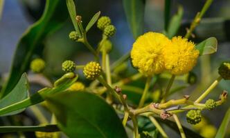 the beginning of mimosa flowering in Cyprus 2 photo