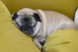 An old pug sleeps on a yellow sofa. photo