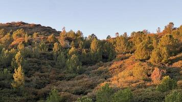 Forest in Autumn photo