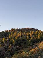 Bosque en autumn photo