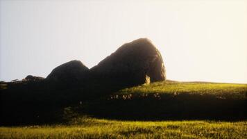 Spring meadow with flowers on sunset photo