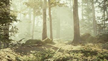 Panoramic view of the majestic evergreen forest in a morning fog photo