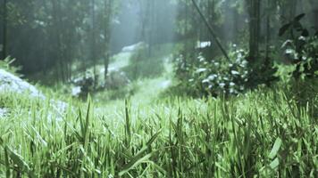 Lanscape of bamboo tree in tropical rainforest photo