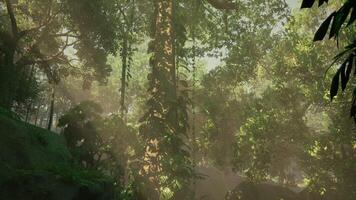 morning fog in dense tropical rainforest photo