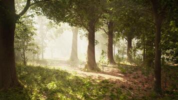 sun's rays break through the branches of trees glowing in the morning fog photo