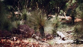 Trees and stones in Australian desert photo