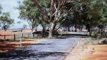 eucalipto bosque plantación y vacío autopista en Brasil foto