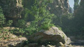 A massive rock formation standing tall amidst a serene Australian forest photo