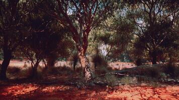 Trees and stones in Australian desert photo