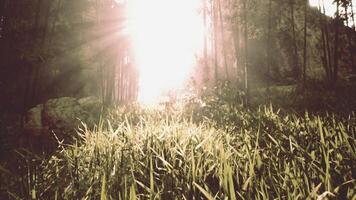 The bamboo groves of Arashiyama photo