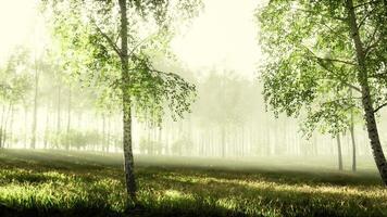 birch forest in sunlight in the morning photo