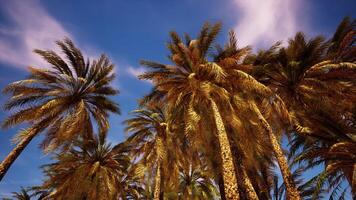 mirando arriba a palma arboles a surfistas paraíso foto