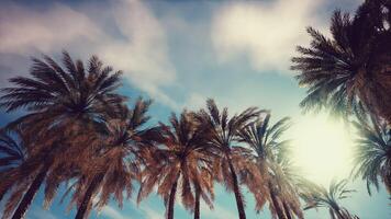 Palm trees vintage toned perspective view to the sky photo