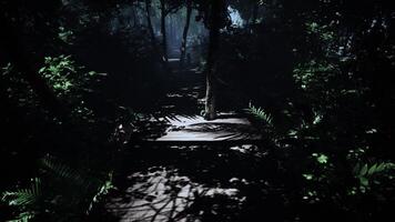 old wooden path twists through a bright jungle photo