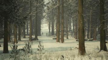 Pine trees covered with hoarfrost in the dark forest photo