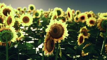 un asombroso campo de girasoles debajo un vibrante cielo foto