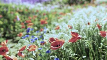 A colorful field filled with vibrant red and blue flowers photo