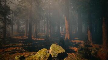 A dense and majestic forest with towering trees reaching for the sky photo