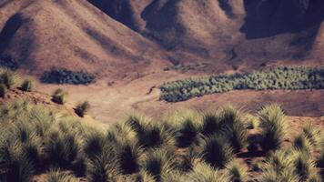 Bush in semi desert large wasteland photo