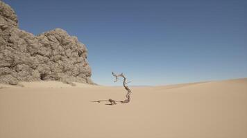 A lone tree in the middle of a desert photo