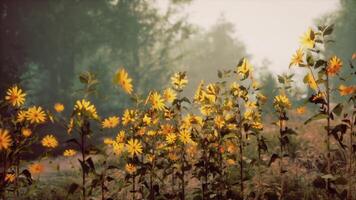 un vibrante campo de amarillo flores con un sereno fondo de arboles foto