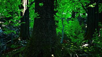 A lush green forest with tall trees photo