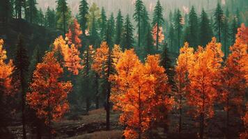 A forest filled with lots of trees covered in orange leaves photo