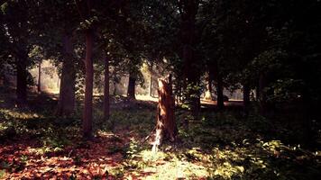 un bosque lleno con un montón de arboles y hojas foto