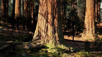 A dense forest with towering trees photo