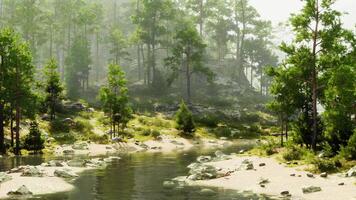 A river running through a lush green forest photo