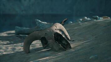 A small animal skull on a sandy surface photo