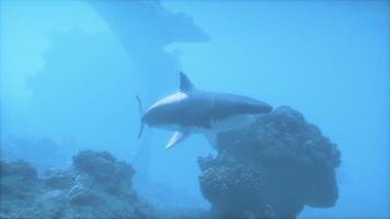 A shark swims through the water near rocks photo