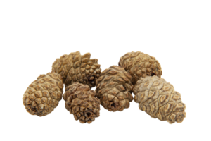 Collection of brown dry cedar cones of small size without background, lying motionless in a pile. Textured cones. Horizontal. For banner. png