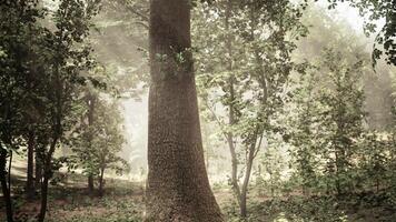 A large tree in the middle of a forest photo