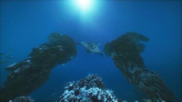 A manta ray swimming over a coral reef photo