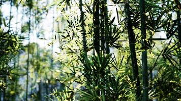 A close up of a tree with lots of leaves photo