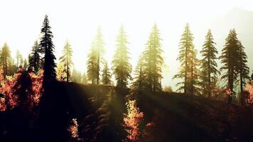 The sun is shining through the trees in the forest. beautiful sunset photo