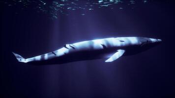 un majestuoso blanco ballena deslizamiento mediante un submarino paraíso foto