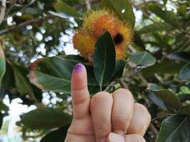 Photo of fingers dipped in election ink