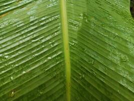 Banana leaf texture photos are suitable for use as background or wallpaper