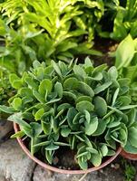 Phedimus spurius, the Caucasian stonecrop or two row stonecrop,is a species of flowering plant in the family Crassulaceae. It is still widely listed in the literature as Sedum spurium. photo