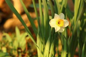 Narcissus is a genus of predominantly spring flowering perennial plants of the amaryllis family, Amaryllidaceae. photo