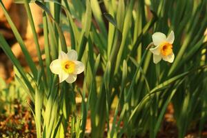 Narcissus is a genus of predominantly spring flowering perennial plants of the amaryllis family, Amaryllidaceae. photo
