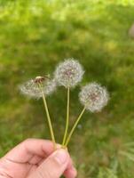 a person holds a dandelion with a green background. photo